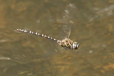 Austroaeschna unicornis